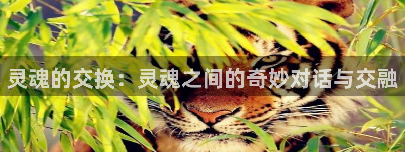 火狼动漫网免费观看：灵魂的交换：灵魂之间的奇妙对话与交融